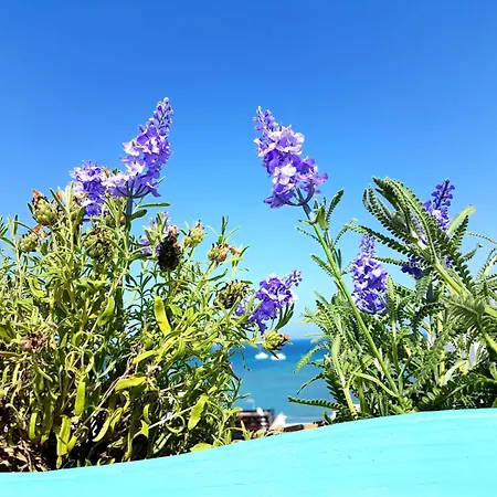 Apartamento Lavanda 公寓 *